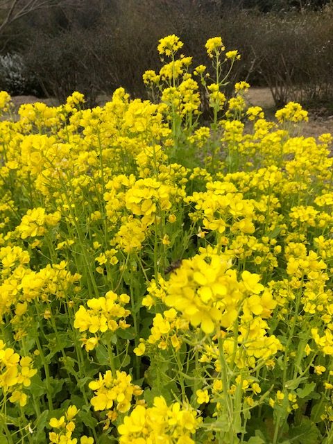 菜の花にミツバチが来ています。