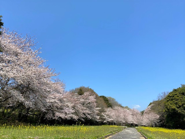 常盤公園の紅梅